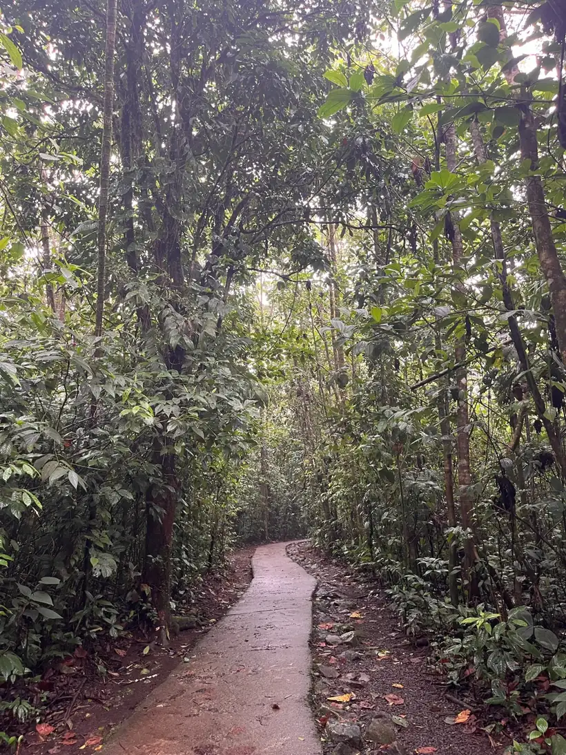 Caminata por un sendero de la selva